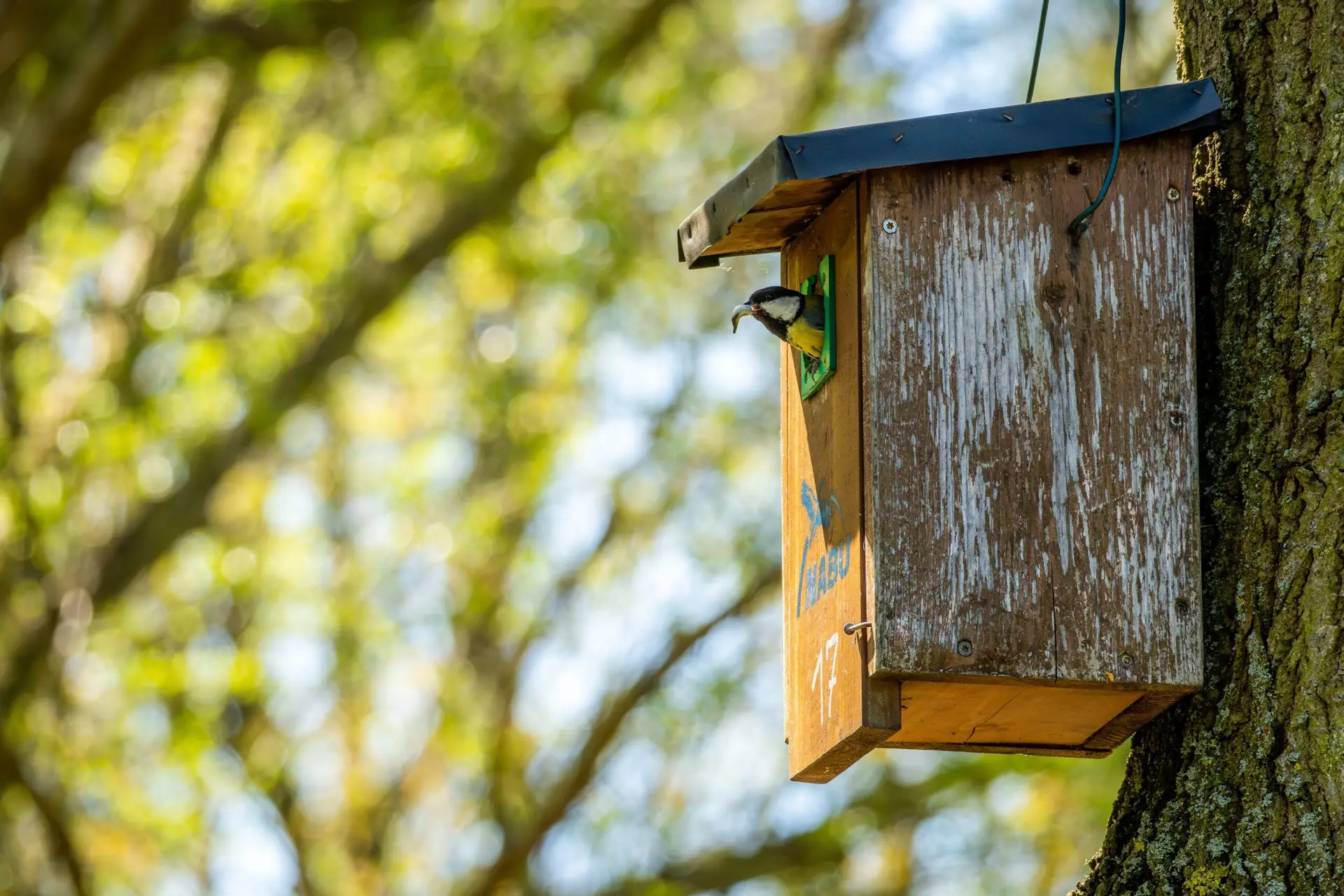 A,Beautiful,Great,Tit,Perched,On,A,Wooden,Birdhouse,Affixed
